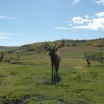 A bull elk observes visitors at Canadian Rocky Mountain Ranch near Calgary Sept. 25. The ranch raises bison, elk and cattle and provides the meat to resorts and restaurants.