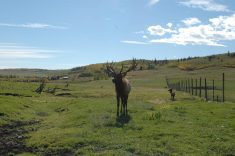 A bull elk observes visitors at Canadian Rocky Mountain Ranch near Calgary Sept. 25. The ranch raises bison, elk and cattle and provides the meat to resorts and restaurants.