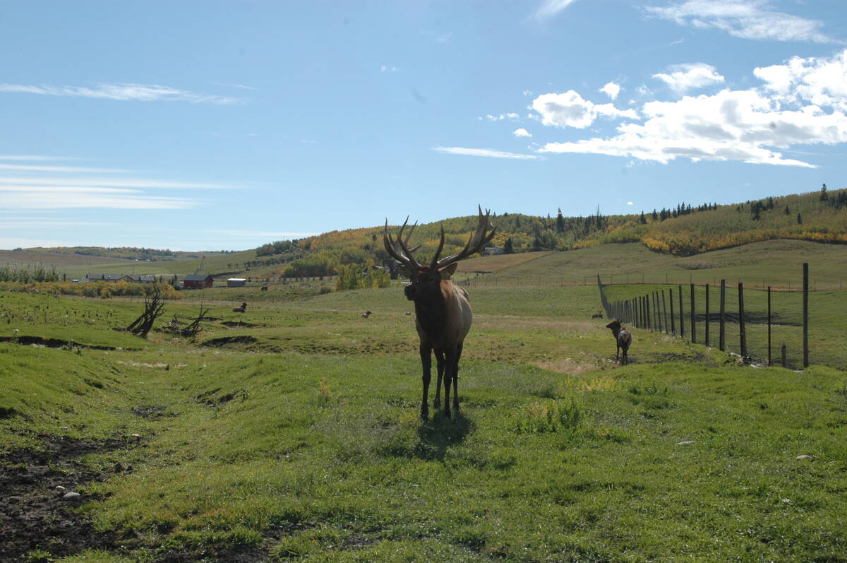 A bull elk observes visitors at Canadian Rocky Mountain Ranch near Calgary Sept. 25. The ranch raises bison, elk and cattle and provides the meat to resorts and restaurants.