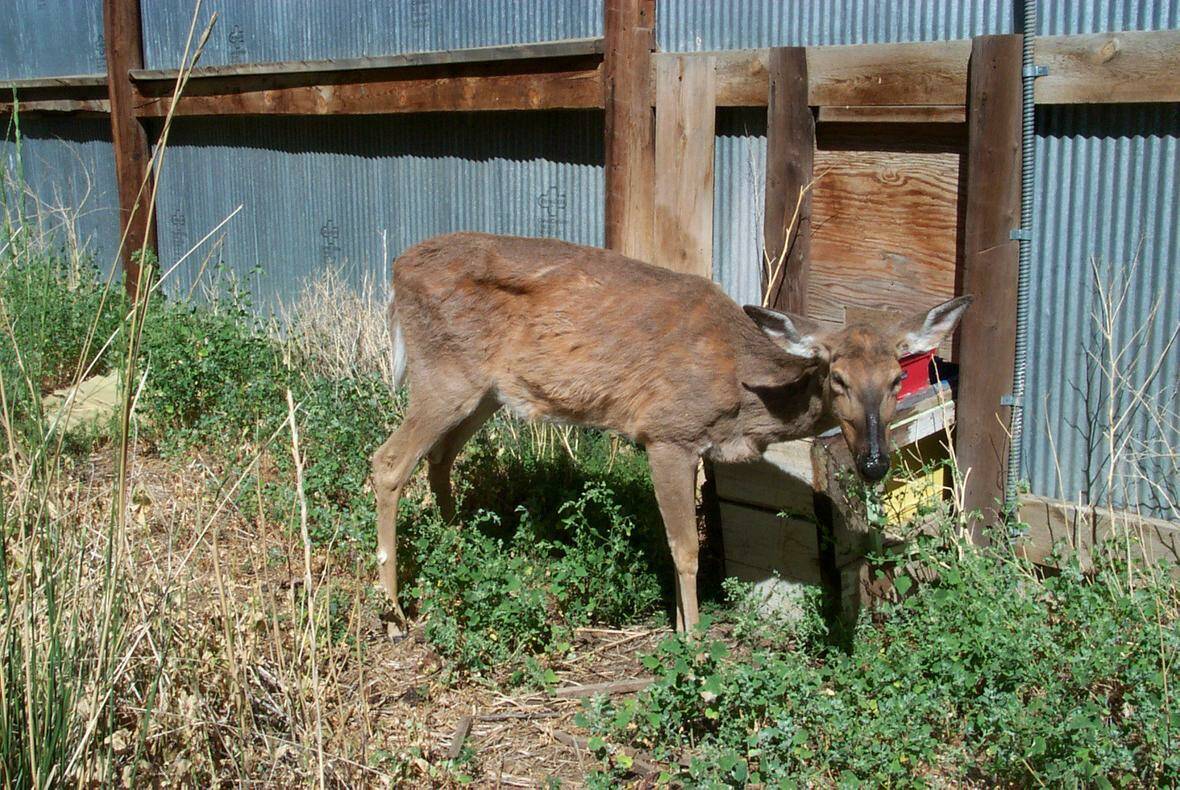 The CFIA is asking the general public for its input on proposed updated to the chronic wasting disease control program. Photo: File