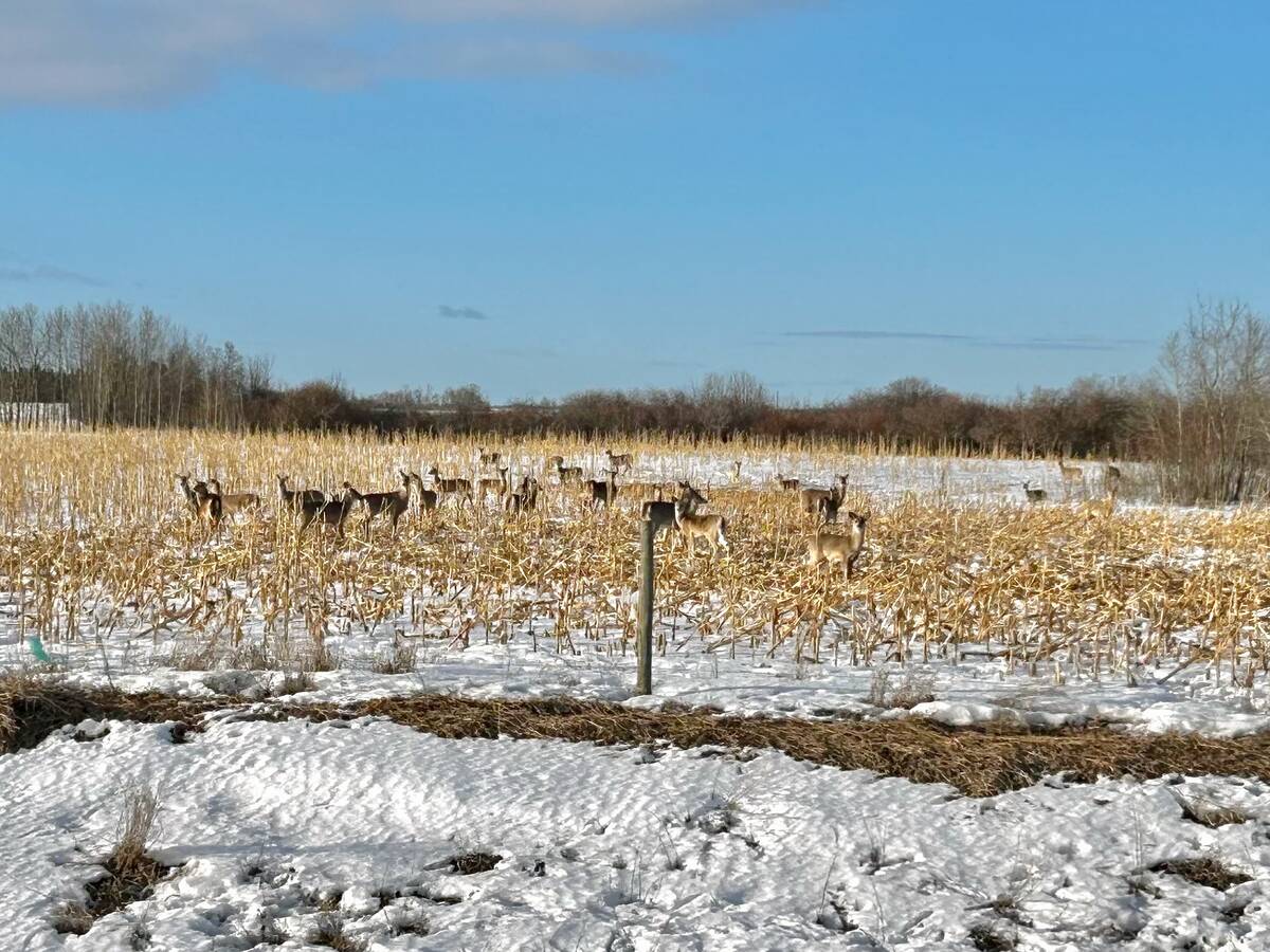 Chronic wasting disease continues to spread within Canada, with the disease established in wild cervid populations in Saskatchewan and much of Alberta. Photo: Alexis Stockford