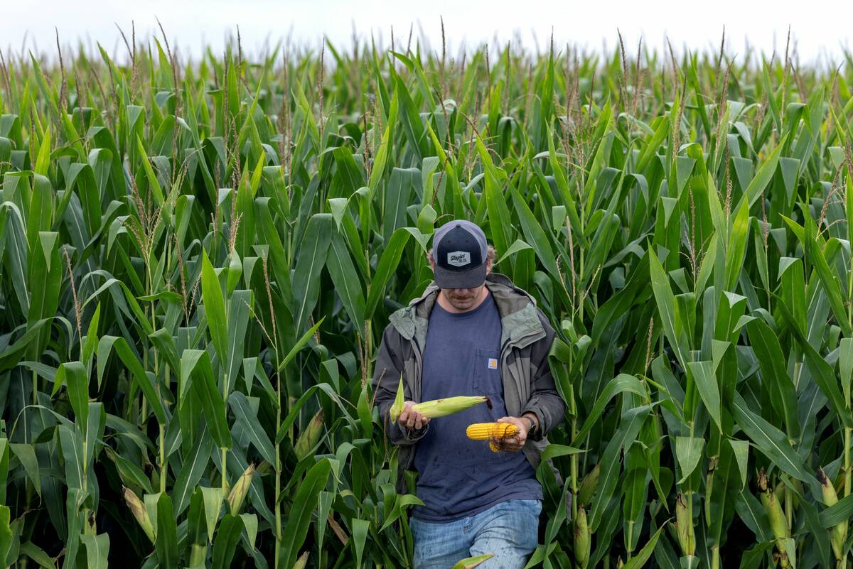 Prairie spring wheat bids dip as loonie rises