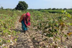 Monsoon promise turns sour for India’s crops ruined by late downpours