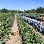 Organic sales up but operators down