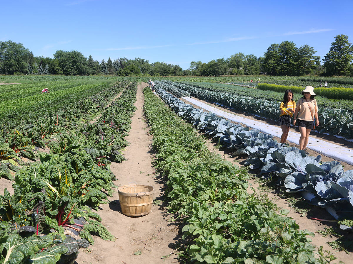 Vegetable plants growing at a farm in Markham, Ontario, Canada, on August 13, 2022.