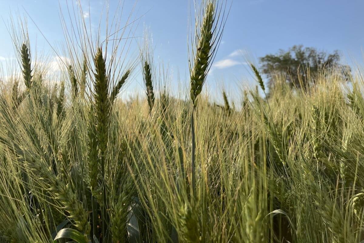 COTA executive director Tia Loftsgard says the three-year transition period to enter the organic sector is too daunting for young farmers, and she called for more help from the federal government in reducing those barriers. Photo: Greg Berg