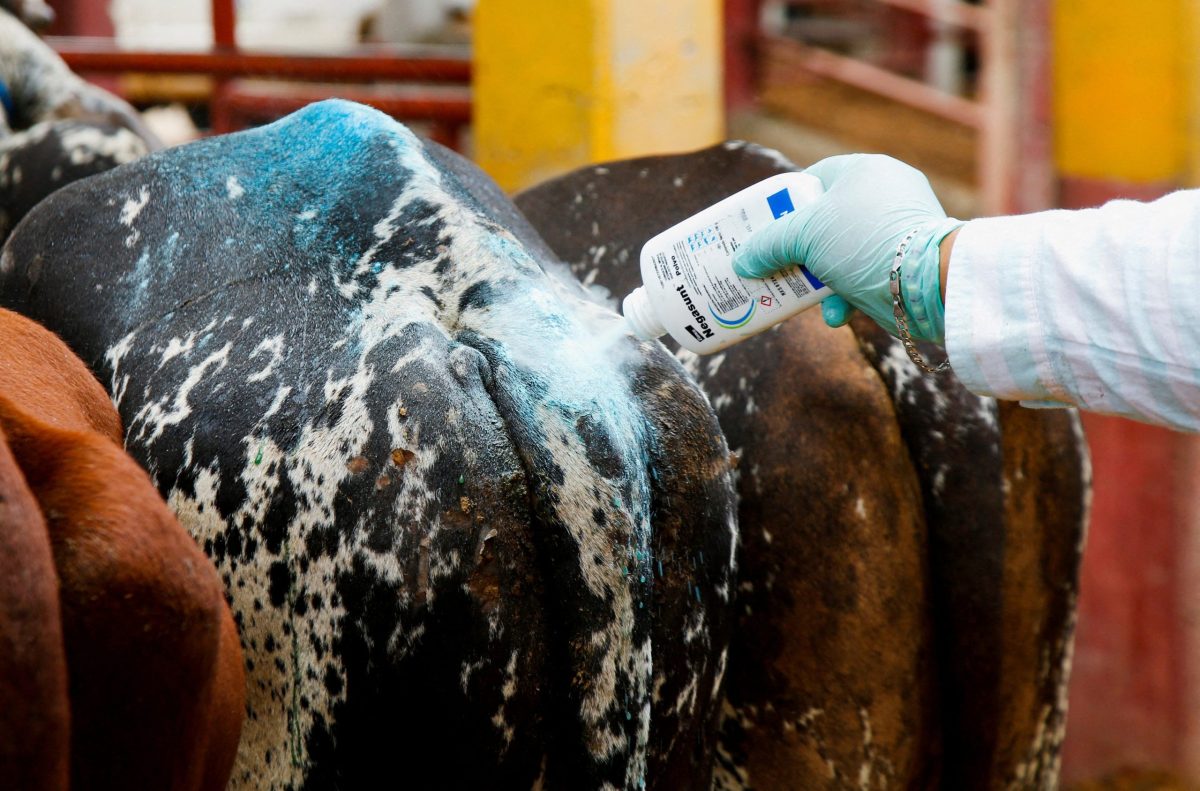 FILE PHOTO: A worker applies sanitizing talcum powder to livestock amid an increase in cases of screwworm since August, with the outbreak steadily moving north, in San Antonino Castillo Velasco, Mexico, October 3, 2025. REUTERS/Jorge Luis Plata/File Photo