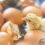 Hatching egg import changes expected to have little impact
