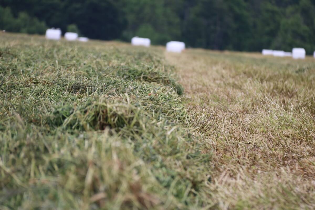 Hay ready to bale is in a field with white wrapped hay bales in the background.