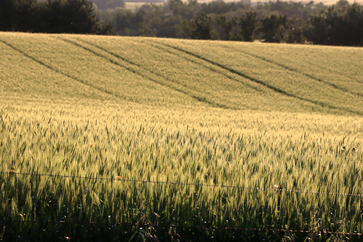 Crop reports out of Saskatchewan are indicating Canada could set a record for spring wheat yields and total production in 2025. Photo: File