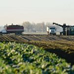 Harvest time at an Alberta sugar beet operation.