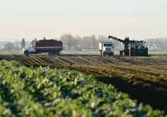 Harvest time at an Alberta sugar beet operation.