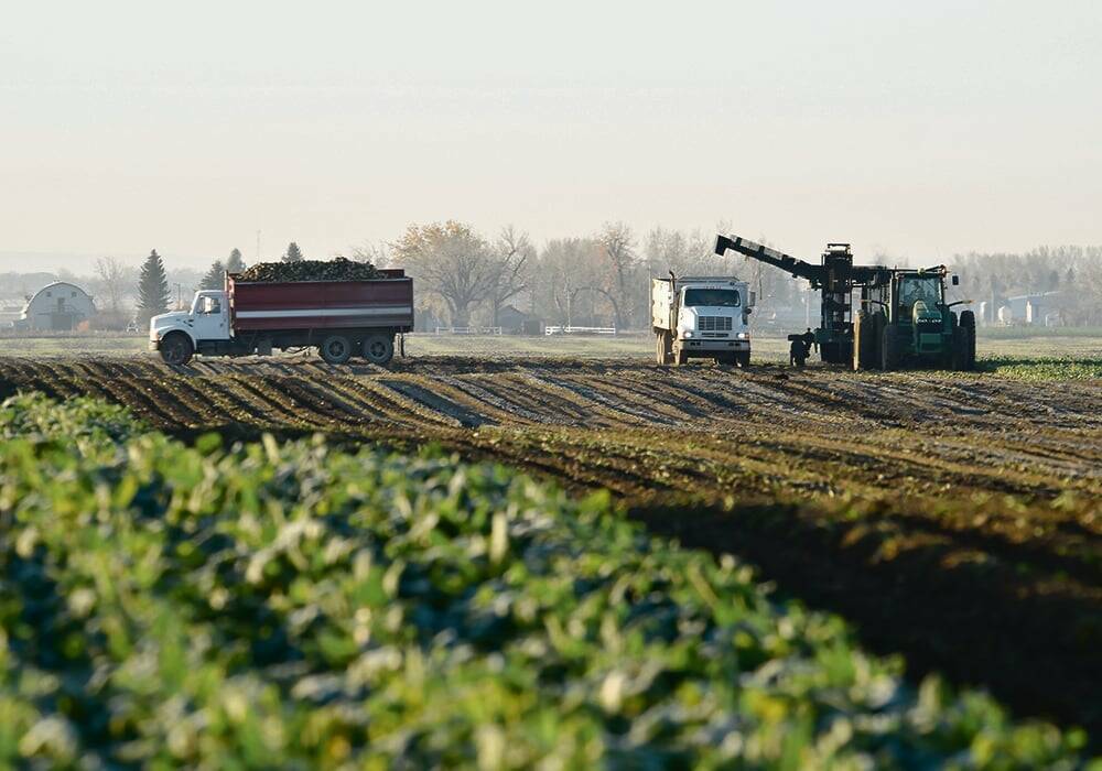 Harvest time at an Alberta sugar beet operation.