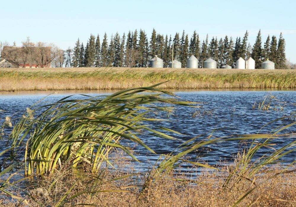 Reeds stick out of the shallow marsh of a Prairie wetland with grain bins in the background. PHOTO: FILE