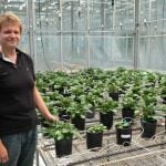 Hail research hopes to benefit potato growers