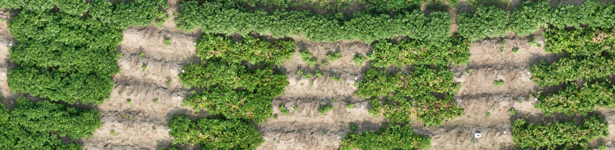 Heat stress in research trial experiments was applied chronologically from left to right, as shown in this aerial photograph of heat-damaged plants. Researchers found that stress applied early is recoverable, but plants stressed later do not recover as well. Note the stunted growth and damaged leaves.