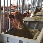 Cattle feeding at Lakeland College in Vermilion, Alta., in October 2025.