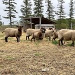 Mosquito-borne virus could be devastating to sheep breeding operations