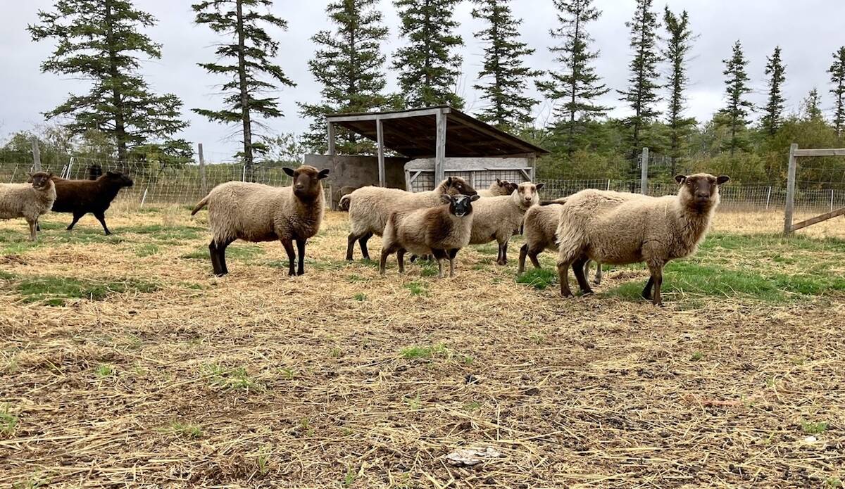 Shetland sheep at Long Way Homestead farm near Ste. Genevieve, Manitoba on Sept. 19, 2025.