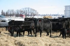 A group of cattle from Nait's Fairview Campus settle into their new home at Lakeland College in Vermilion. Lakeland bought the 23 cow/calf pairs from Fairview College. The angus herd originated in Vermilion, moved to Olds then moved to Fairview's new school of agrculture in the late 1940s where the herd has been ever since. After almost 70 years the descendents of the original herd returned back to Vermilion.