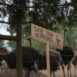 Ostrich farm case shows power of social media
