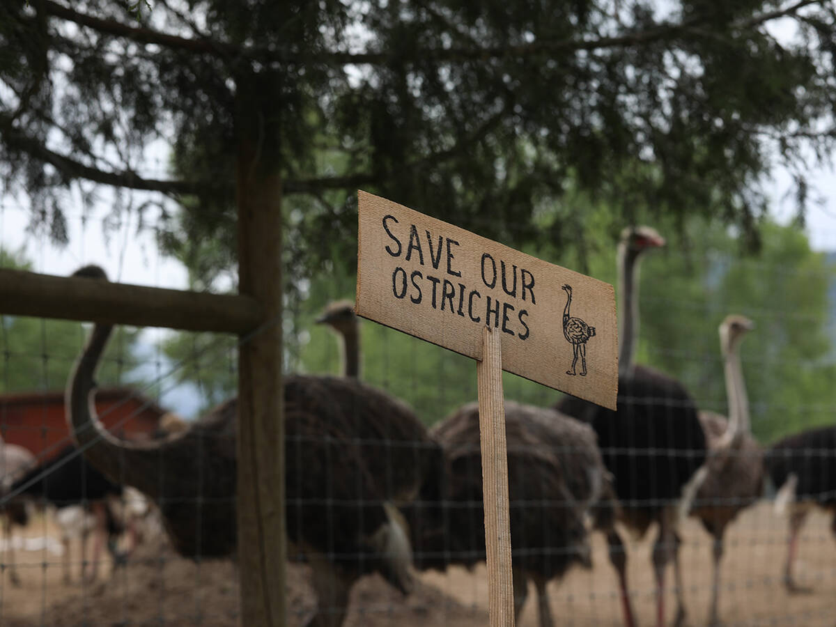 May 17, 2025, Edgewood, Bc, CANADA: A sign calling for the protection of ostriches at the Universal Ostrich Farms is displayed at the farm in Edgewood, B.C., on Saturday, May 17, 2025. Hundreds of supporters flocked to the farm over the Victoria long weekend to protest the Canadian Food Inspection Agency‚Äö√Ñ√¥s order to cull 400 ostriches. (Credit Image: © Aaron Hemens/The Canadian Press via ZUMA Press)
