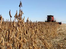 Soybeans being harvested in October 2025, near Treherne, Manitoba.