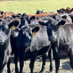 Want to track the cattle industry? Follow the heifers