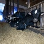 Milk concentration plant officially opens in Alta.