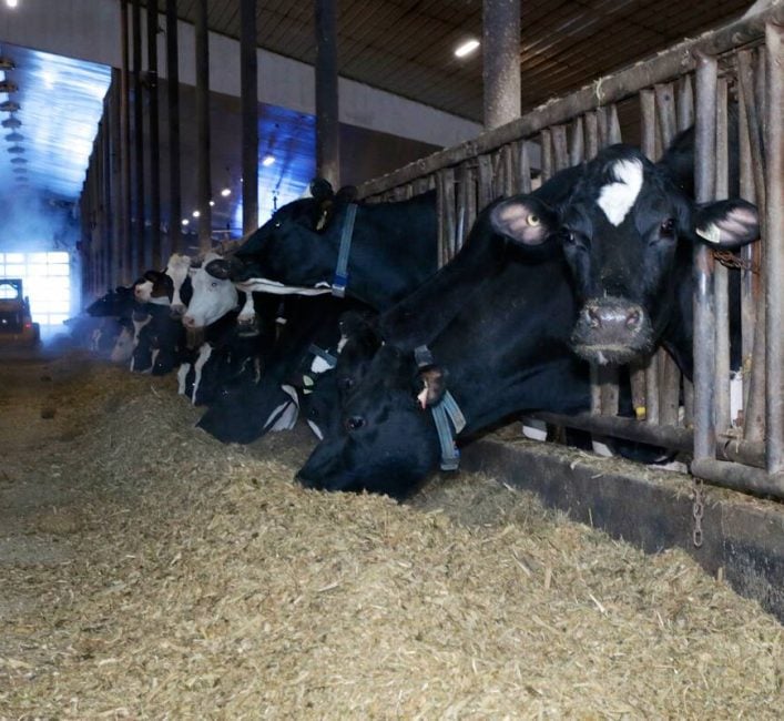 Milk concentration plant officially opens in Alta.