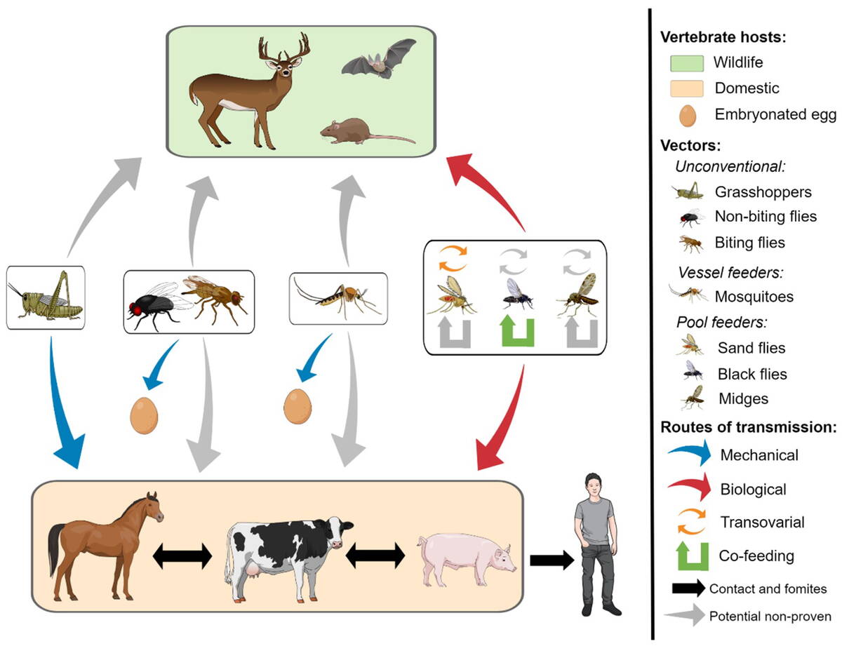 Contributed file from a 2018 study called Vesicular Stomatitis Virus Transmission: A comparison of Incriminated Vectors, by Paula Rozo-Lopez, Barbara S. Drolet and Beline Londono-Renteria

