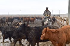 Sage Shade works as a pen rider at VRP Farms north of Picture Butte, Alta. He grew up on the Kanai (Blood) Reserve in southern Alberta and is one of four First Nations workers at VRP.