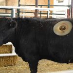 A cannulated heifer at Lakeland College. Photo: Zak McLachlan