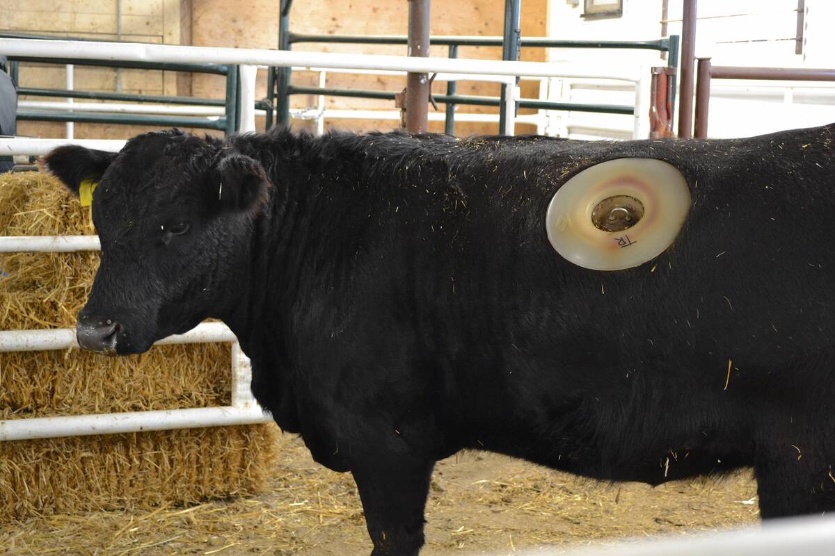 A cannulated heifer at Lakeland College. Photo: Zak McLachlan
