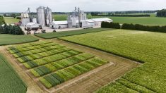 Winter barley trials at Cribit Seeds in West Montrose, Ont. 2025. Photo: Cribit Seeds