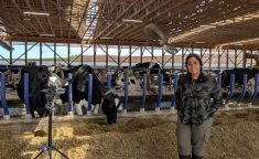 Kashfia Sailunaz, a member of Dalhousie’s Mooanalytica Research Group, records cow vocalizations at Sussex Dairy Farm using a field microphone and recorder setup to capture the animals’ emotional expressions. Photo: Suresh Neethirajan, Dalhousie University