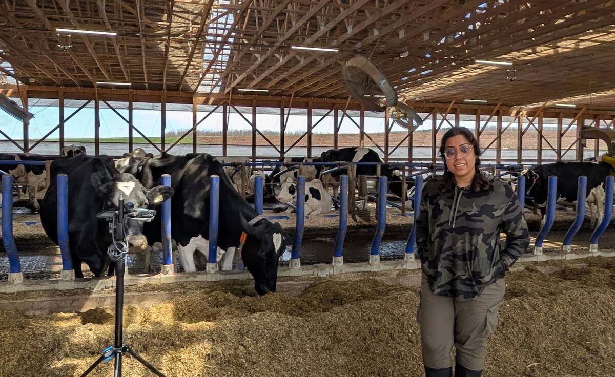 Kashfia Sailunaz, a member of Dalhousie’s Mooanalytica Research Group, records cow vocalizations at Sussex Dairy Farm using a field microphone and recorder setup to capture the animals’ emotional expressions. Photo: Suresh Neethirajan, Dalhousie University