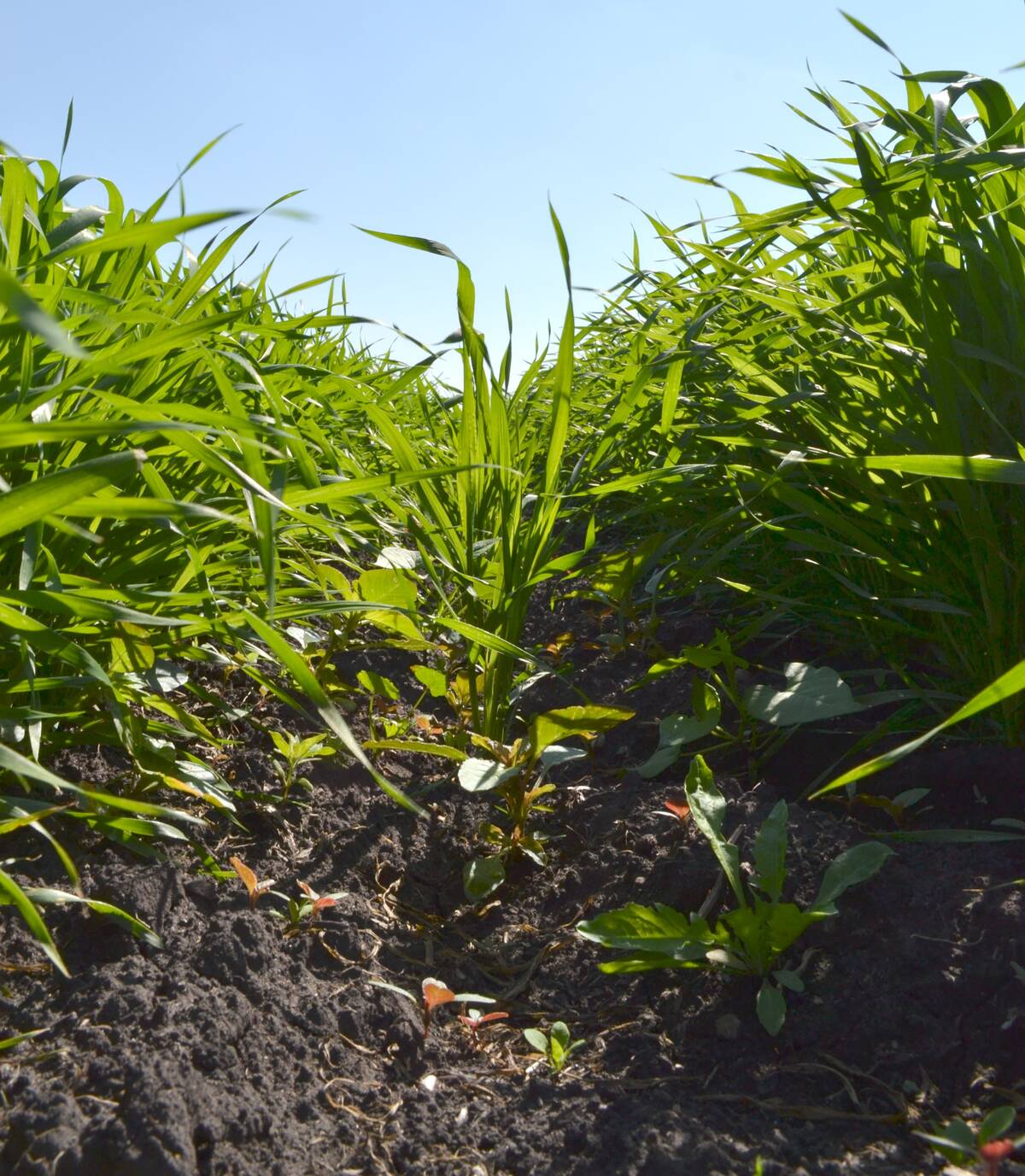 RDAR brought together more than 50 people last fall to talk about soil health and what the organization and producers can do to improve soil health around the province Photo: Zak McLachlan