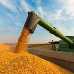 Ukraine&#8217;s corn exports drop in November on harvest and transport challenges. Photo: Thinkstock
