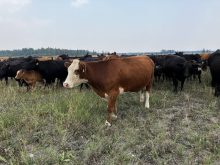 Genotyping in the beef industry isn’t expected to replace visual appraisal. Photo: File
