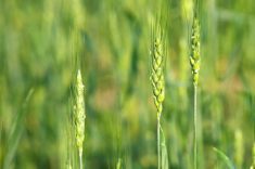 California researchers create nitrogen-fixing wheat