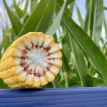 AgGronomyTV: Choosing corn hybrids