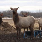 Elk are among the animals included in Manitoba’s chronic wasting disease surveillance tool. Photo: File