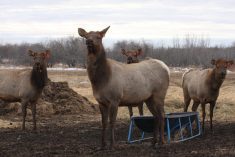 Elk are among the animals included in Manitoba’s chronic wasting disease surveillance tool. Photo: File