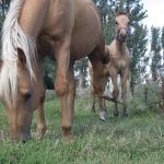 A mare and her foal on pasture board at Mill Stream  Stables. (WP photo by Daniel Winters)