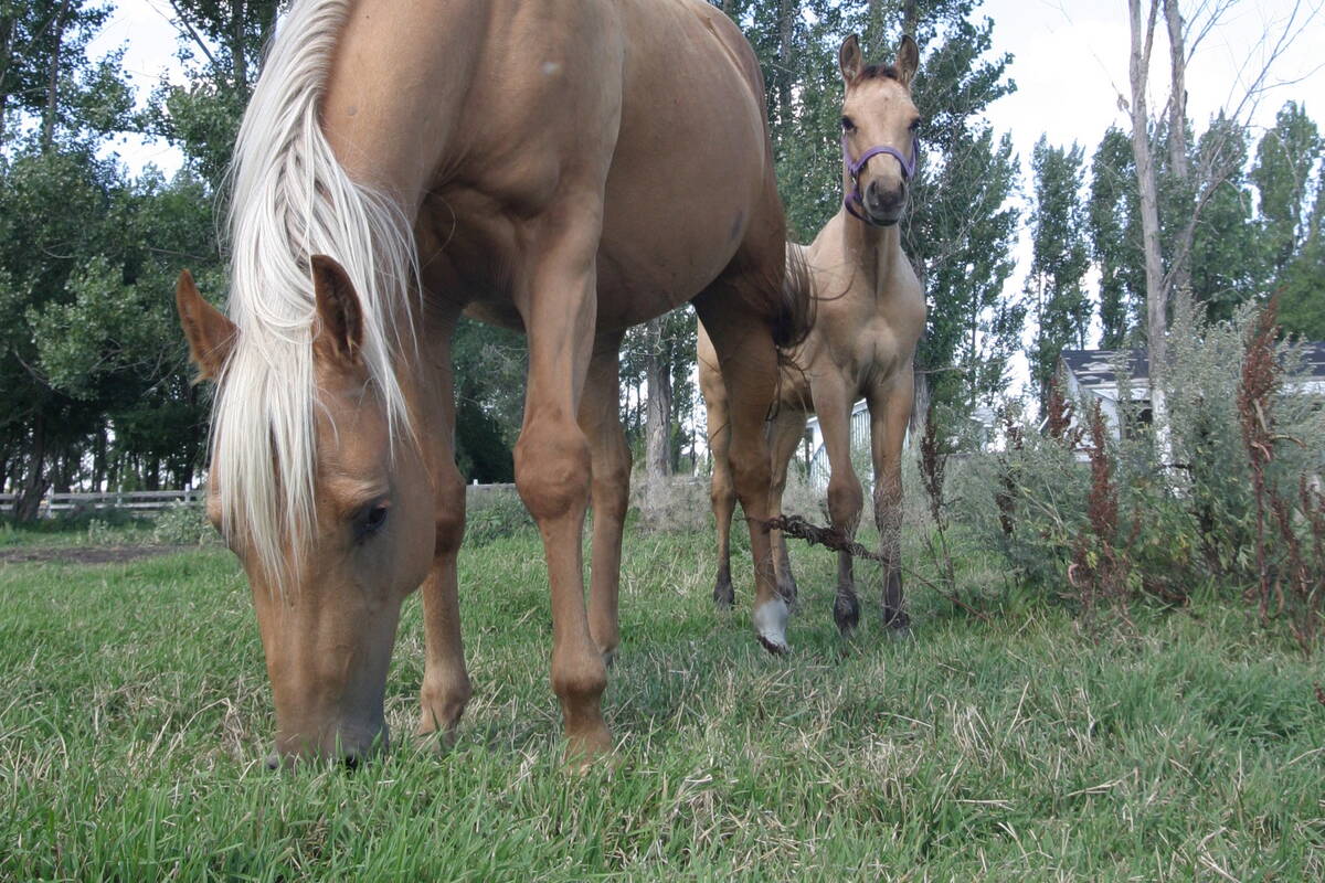 A mare and her foal on pasture board at Mill Stream  Stables. (WP photo by Daniel Winters)