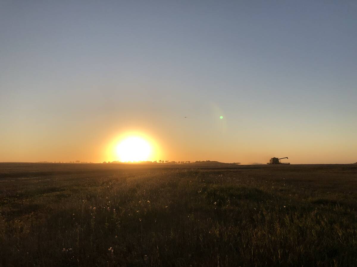 U.S. grains: Wheat falls on harvest pressure, firmer U.S. dollar