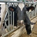 Alberta Milk opens annual hospital fundraiser