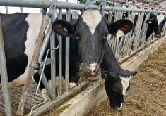 A Canadian camera-based system could evaluate dairy cattle on numerous traits and replace the need for on-farm classification.  |  File photo