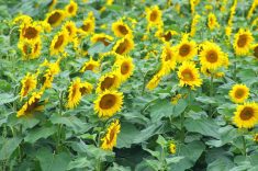 Ukraine increases rapeseed, soybeans processing as sunflower crop falls, analyst says